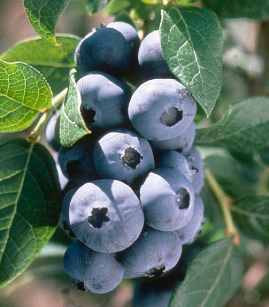 Vaccinium corymbosum 'Chandler' (Chandler Highbush Blueberry)
