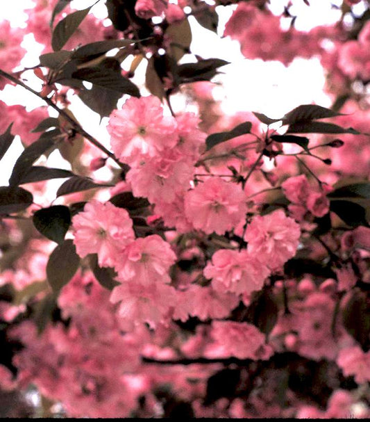 Prunus serrulata Kwanzan (Kwanzan Flowering Cherry)