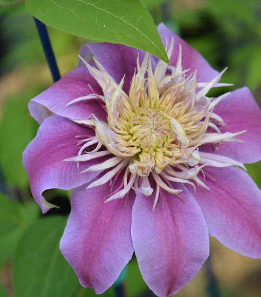 Clematis Josephine™; (Josephine™; Clematis)