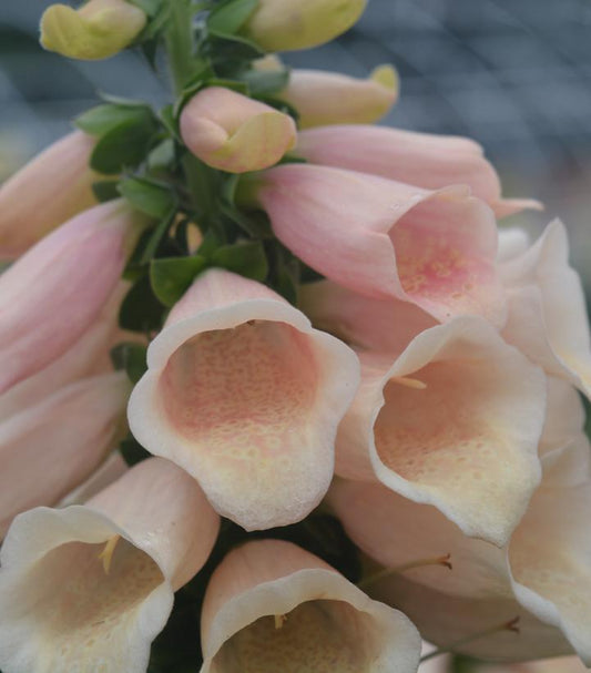 Digitalis purpurea 'Dalmation Peach' (Dalmation Peach Foxglove)