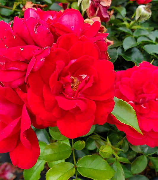 Rosa Easy Elegance® Paint The Town (Paint the Town Rose)