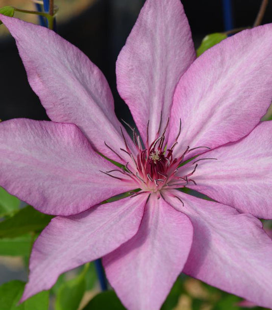 Clematis Gisella™; (Gisella™; Clematis)
