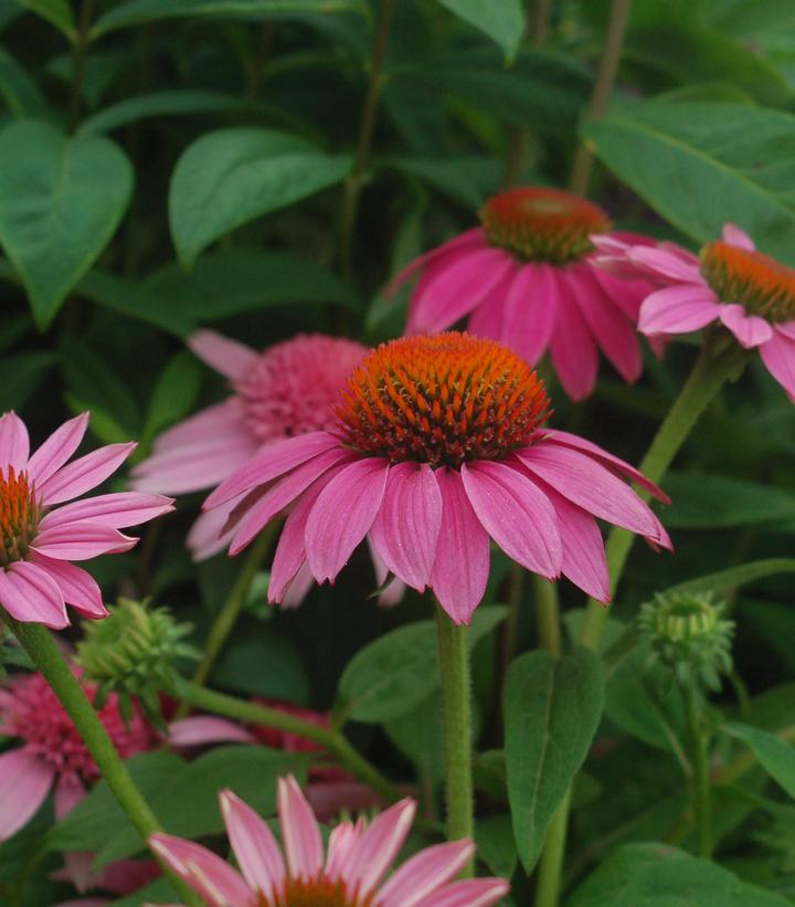 Echinacea Pow Wow® Wildberry (Pow Wow® Wildberry Coneflower)