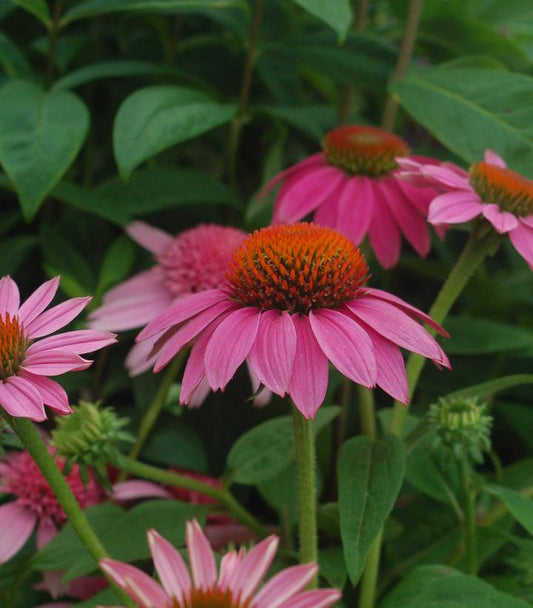 Echinacea Pow Wow® Wildberry (Pow Wow® Wildberry Coneflower)
