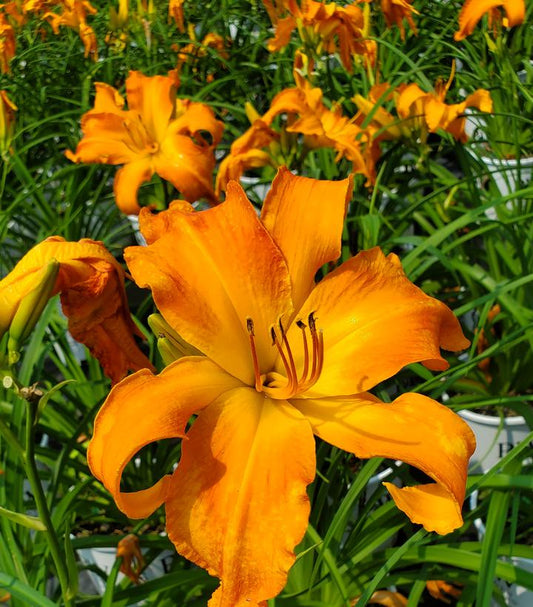Hemerocallis Rainbow Rhythm® Primal Scream (Primal Scream Daylily)