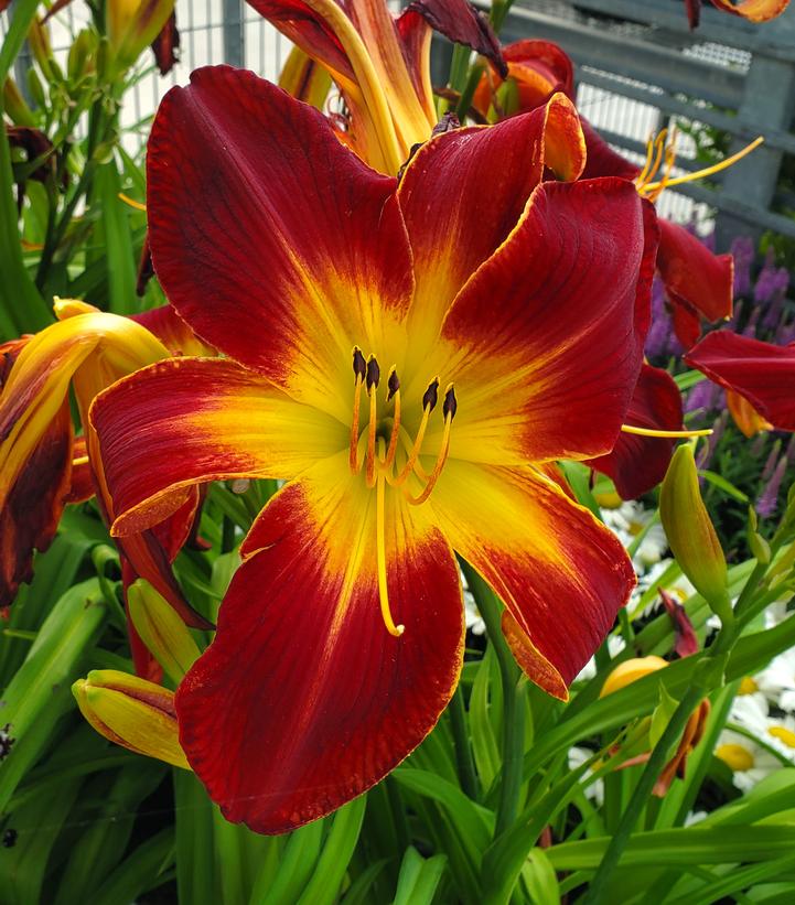 Hemerocallis Rainbow Rhythm® Ruby Spider (Ruby Spider Daylily)