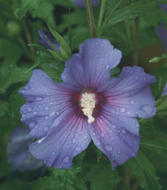 Hibiscus syriacus Azurri Blue Satin® (Azurri Blue Satin® Rose of Sharon)