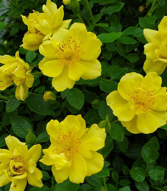 Rosa x Oso Easy Lemon Zest® (Oso Easy Lemon Zest® Rosa)