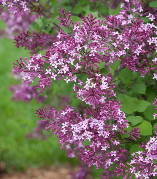Syringa x Bloomerang® Dark Purple (Bloomerang® Dark Purple Lilac)