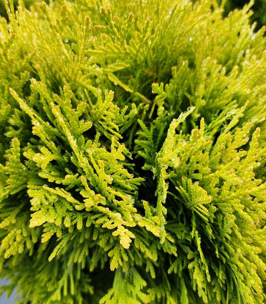 Thuja occidentalis Anna's Magic Ball® (Annas Magic Ball® Arborvitae)