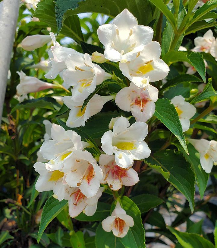 Weigela Sonic Bloom® Pearl (Sonic Bloom® Pearl Weigela)