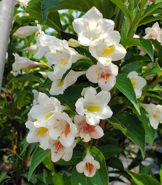 Weigela Sonic Bloom® Pearl (Sonic Bloom® Pearl Weigela)