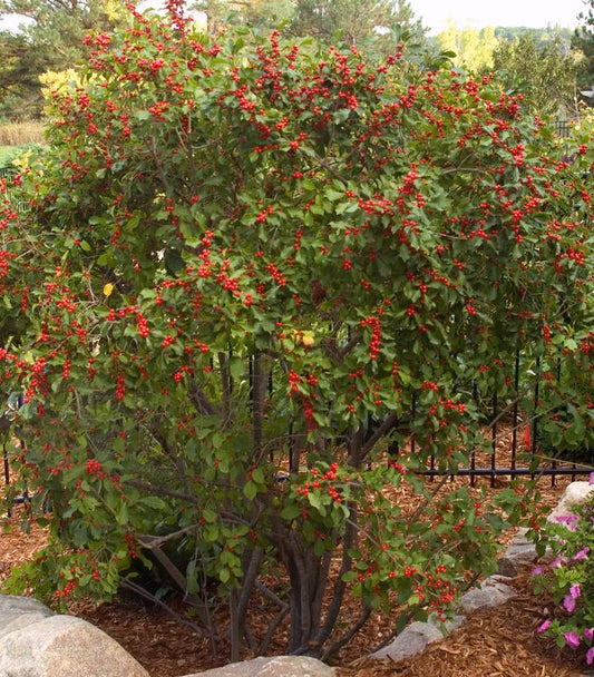 Ilex verticillata Wildfire™; (Wildfire™; Winterberry)