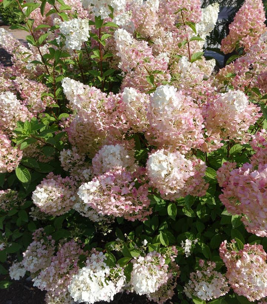 Hydrangea pan. Strawberry Sundae® (Strawberrry Sundae® Hydrangea)