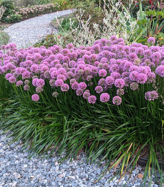 Allium 'Millenium' (Millenium Flowering Onion)
