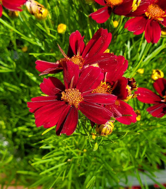 Coreopsis PERMATHREAD™; Red Satin (Red Satin Tickseed)