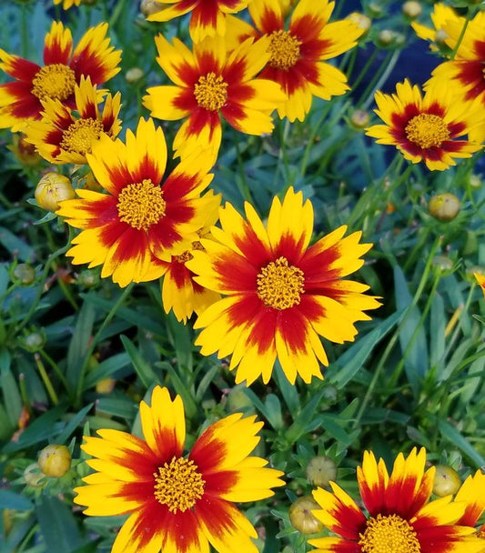 Coreopsis Li'l Bang™2; Daybreak (Daybreak Tickseed)