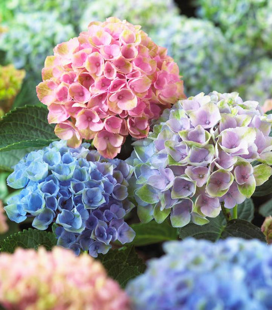 Hydrangea mac. Magical® Revolution (Revolution Hydrangea)