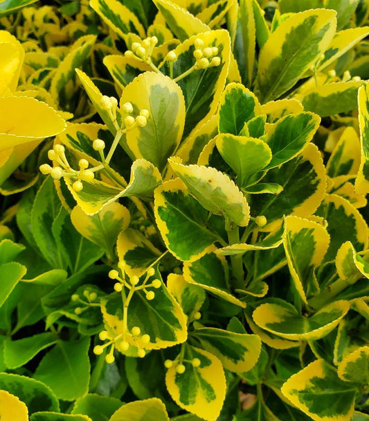 Euonymus japonica Aureo-Marginata (Aureo Marginata Japanese Wintercreeper)