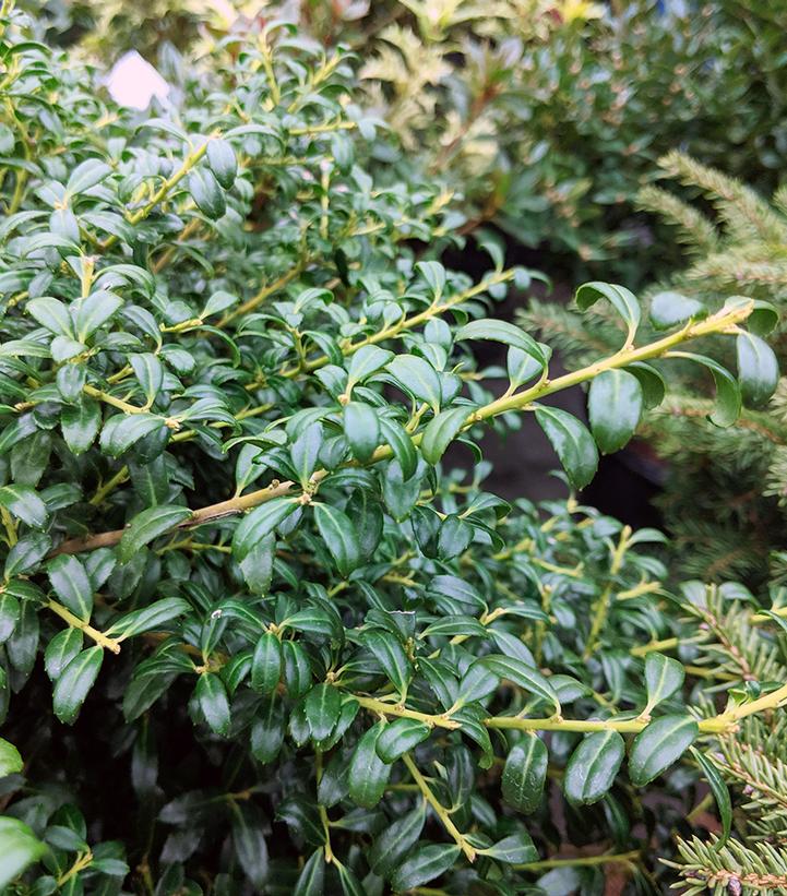 Ilex crenata Soft Touch (Soft Touch Compact Holly)
