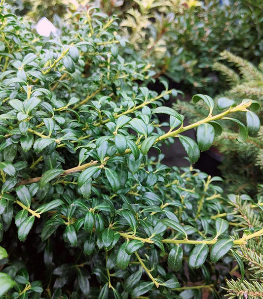Ilex crenata Soft Touch (Soft Touch Compact Holly)