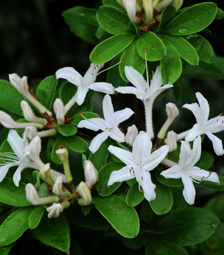 Azalea viscosum (Swamp Azalea)