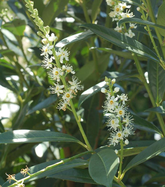 Prunus laurocerasus Schipkaensis (Schipka Cherry Laurel)