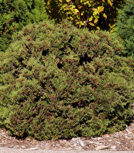 Thuja occindentalis Hetz Midget (Hetz Midget Globe Arborvitae)