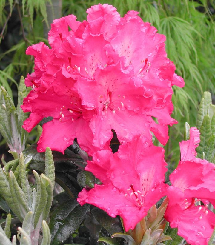 Rhododendron Haaga (Haaga Rhododendron)