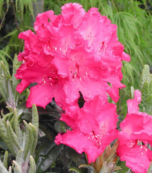 Rhododendron Haaga (Haaga Rhododendron)