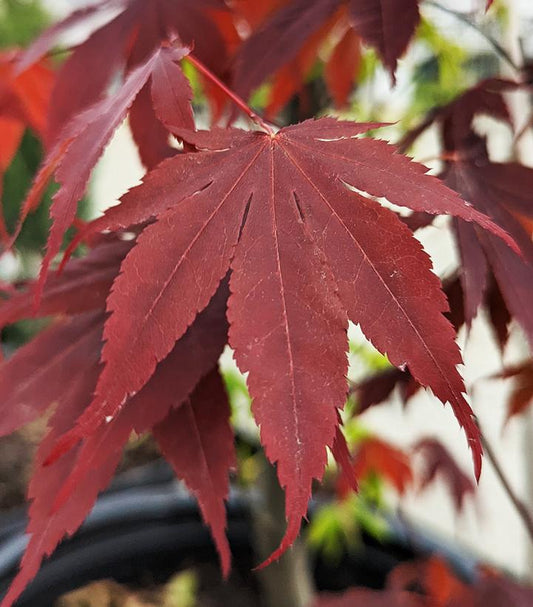 Acer palmatum 'Bloodgood' (Bloodgood Japanese Maple)