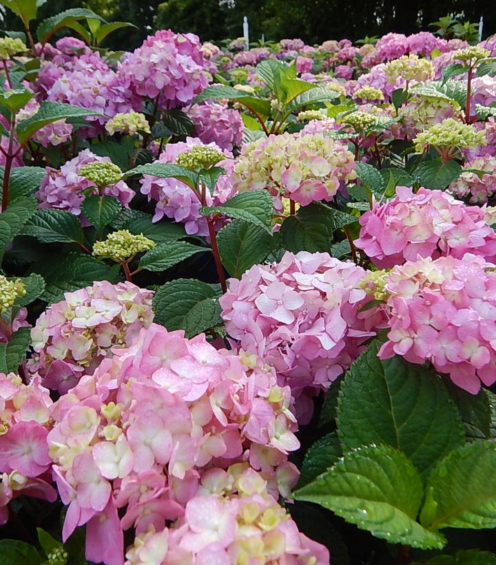 Hydrangea mac. Endless Summer® Bloomstruck® (Endless Summer® Bloomstruck® Hydrangea)