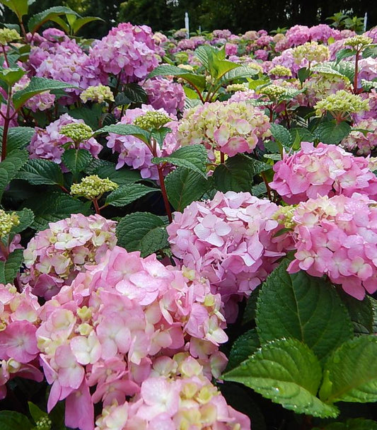 Hydrangea mac. Endless Summer® Bloomstruck® (Endless Summer® Bloomstruck® Hydrangea)