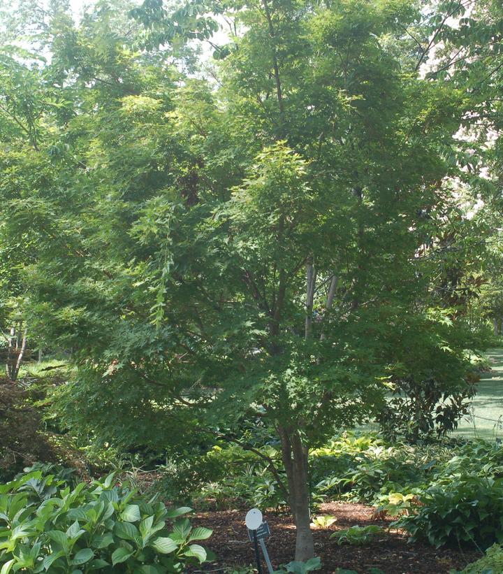 Acer palmatum 'Sango Kaku' (Coral Bark Japanese Maple)