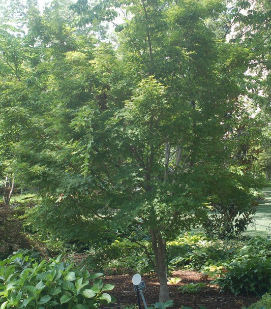 Acer palmatum 'Sango Kaku' (Coral Bark Japanese Maple)