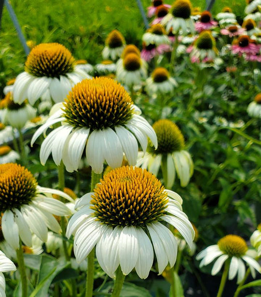 Echinacea Happy Star (Happy Star Coneflower)
