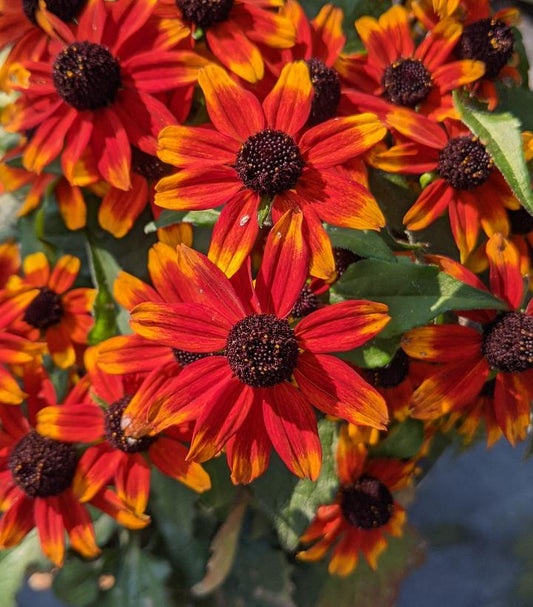 Rudbeckia triloba Prairie Glow (Prairie Glow Brown-Eyed Susan)