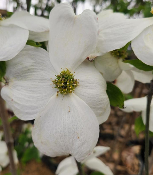 Cornus florida Cloud 9 (Cloud 9 Flowering Dogwood)