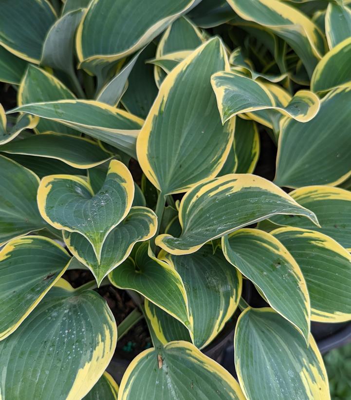Hosta First Frost (First Frost Hosta)