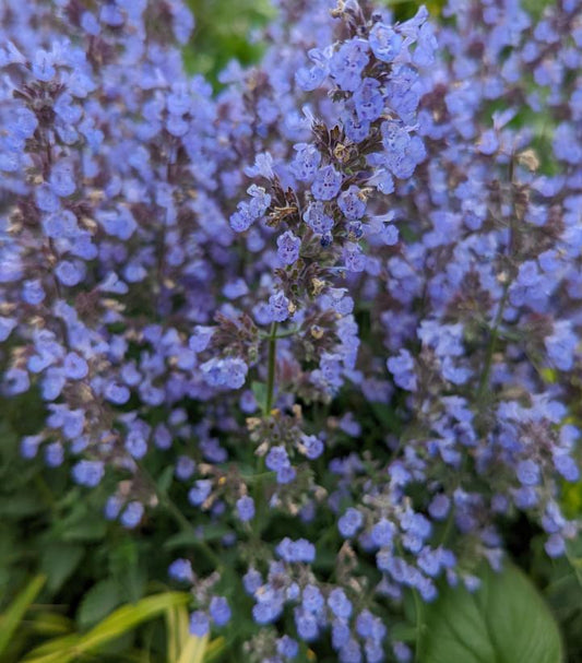 Nepeta faassenii 'Purrsian Blue' (Purrsian Blue Catmint)