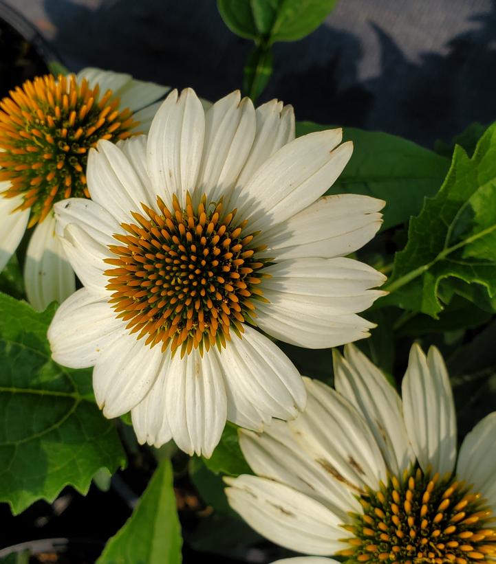 Echinacea Pow Wow® White (Pow Wow® White Coneflower)