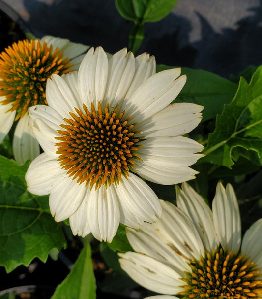 Echinacea Pow Wow® White (Pow Wow® White Coneflower)