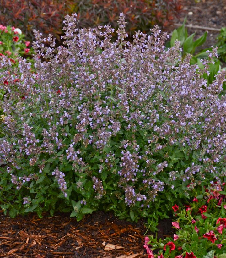 Nepeta faassenii 'Cat''s Meow' (Cat's Meow Catmint)