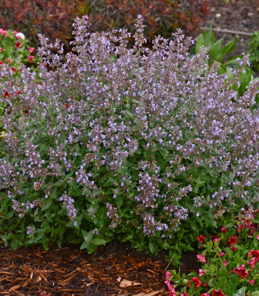 Nepeta faassenii 'Cat''s Meow' (Cat's Meow Catmint)