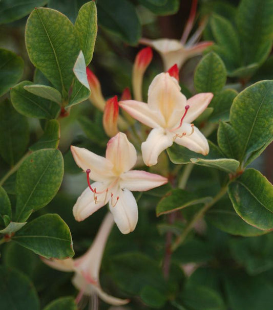 Azalea viscosum 'Lemon Drop' (Swamp Azalea)