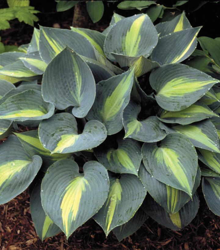 Hosta 'Touch of Class' (Touch of Class Hosta)