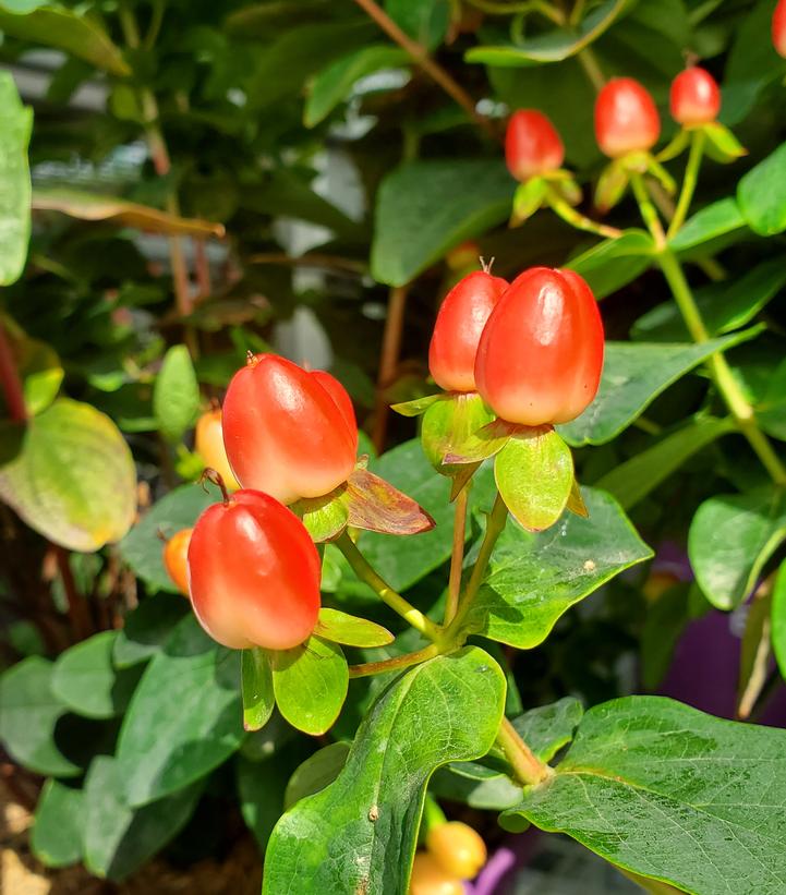 Hypericum inodorum Red Fame (Red Fame St. John's Wort)