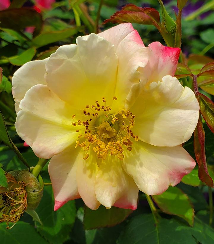 Rosa Campfire (Campfire Rose)