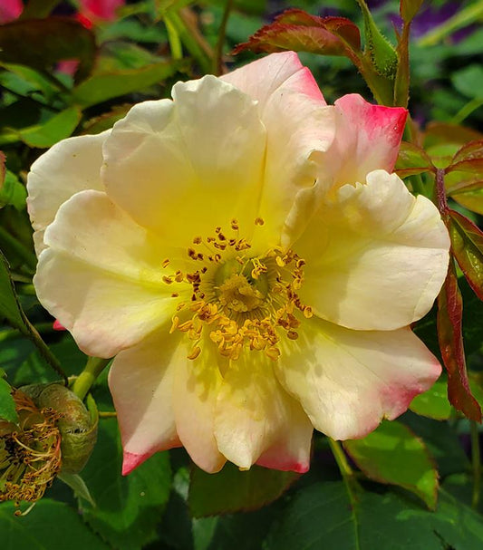 Rosa Campfire (Campfire Rose)