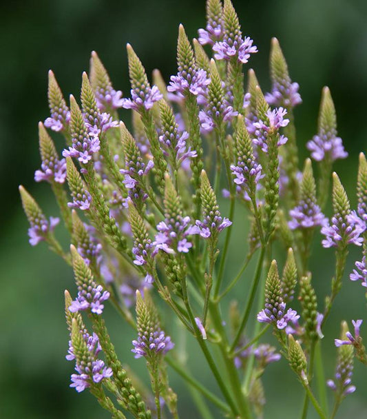 Verbena hastata (swamp verbena)